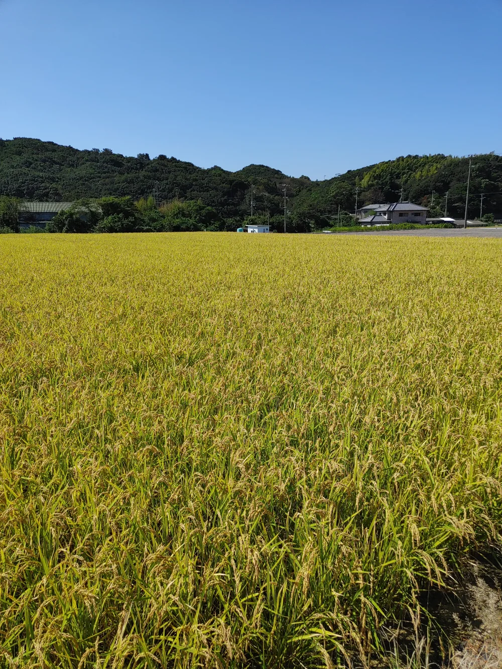 玄米きぬ光、むき玉ねぎターザンセット
