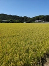 玄米きぬ光、むき玉ねぎターザンセット