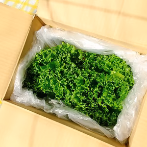 【NEW】最先端水光栽培 AN（アン）レタス・クリスピー