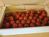 カワイミニトマト屋のミニトマト！北海道余市からお届けします！