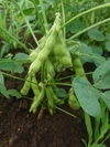 枝豆　（茶豆風味Or茶豆）
