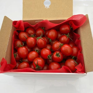 【贈答用】トマト好きが、恋をする。　700ｇ　金赤トマト　ﾐﾆﾄﾏﾄ[全国ミニト