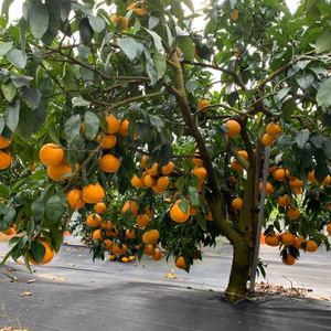 【訳あり小粒っ子】夢おれんじ