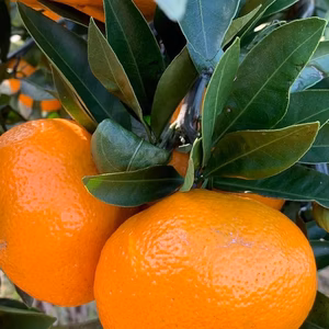 【4日間限定】【家庭用】【L〜2Lサイズ】完熟みかん