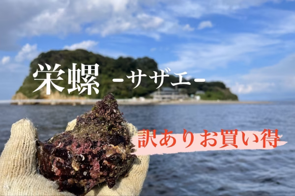 東京湾産！訳ありお買い得！　選べる　新鮮活栄螺-さざえ- 