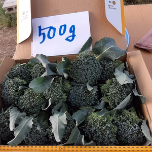 スティックセニョール頂花蕾　箱に入るだけ❕ 1点限り　