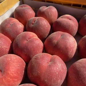 大きな桃【なつっこ】高糖度で硬め✨朝採りその日に発送します