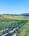 【農薬不使用】ニンニク【化学肥料不使用】