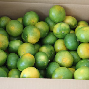 八幡浜みかん便り★極早生みかん★家庭用　4.5キロ