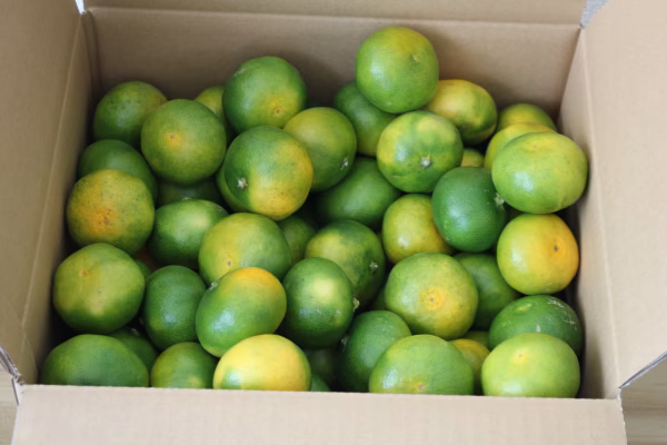 八幡浜みかん便り★極早生みかん★家庭用　4.5キロ