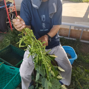 ゆかた娘とつきみ娘の食べ比べセット