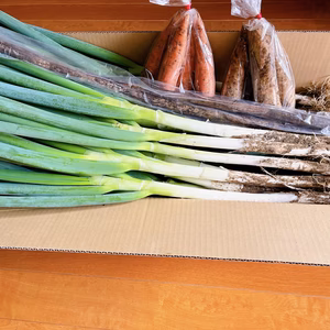 野菜セット　大和芋、長ネギ、ゴボウ、人参