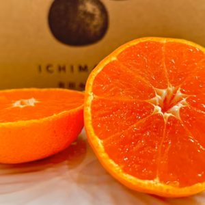 屋根かけ越冬みかん 5キロギフトにも　有田みかん　早生みかん