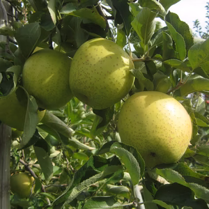 王林　話題の「グリーンアップル」丸かじり小玉ちゃんサイズ　ご好評販売中