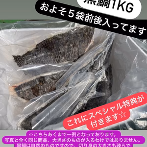 【冷凍】黒鯛　☆スペシャル特典付き☆