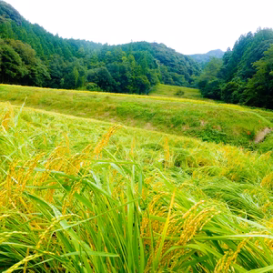 贅沢食べ比べ！桂岩地区の自然が育んだ、棚田源流米コシヒカリときぬむすめセット