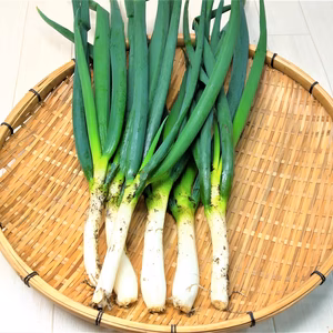 農薬不使用（無農薬）栽培の白ねぎ