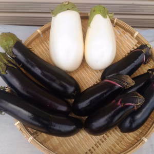 三種のナス　お試しセット
