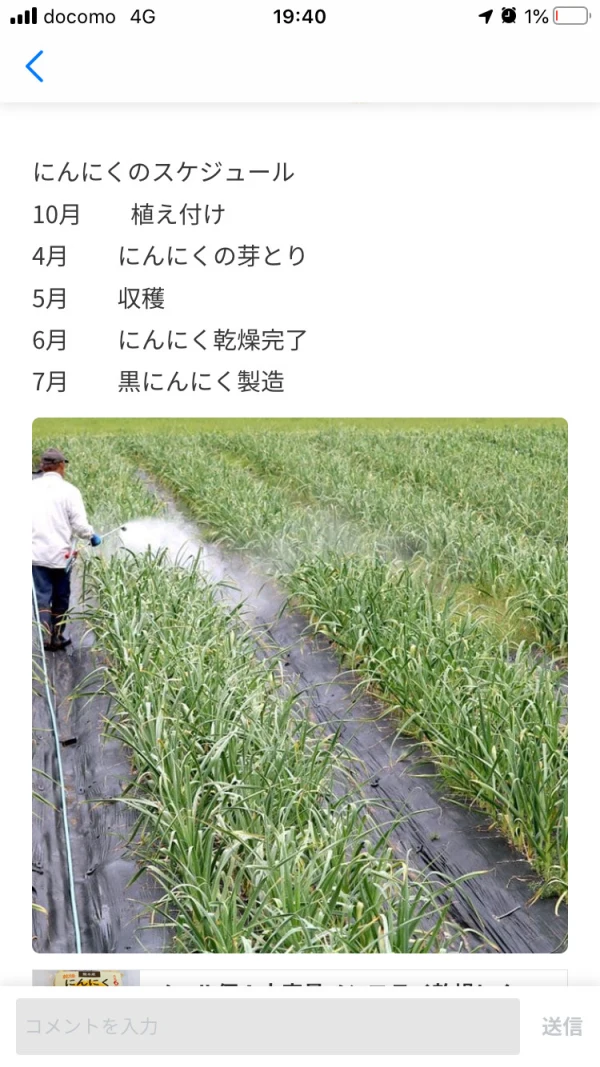 4月下旬より出荷】生にんにくLサイズ(直径6-7cm)農薬化学肥料不使用