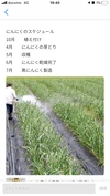 【ポケマル提携便】訳あり生にんにく(2L、Lサイズ混合)　農薬化学肥料不使用
