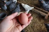 春の多産期‼️【淡路島でのびのび育った健康鶏の平飼いたまご】