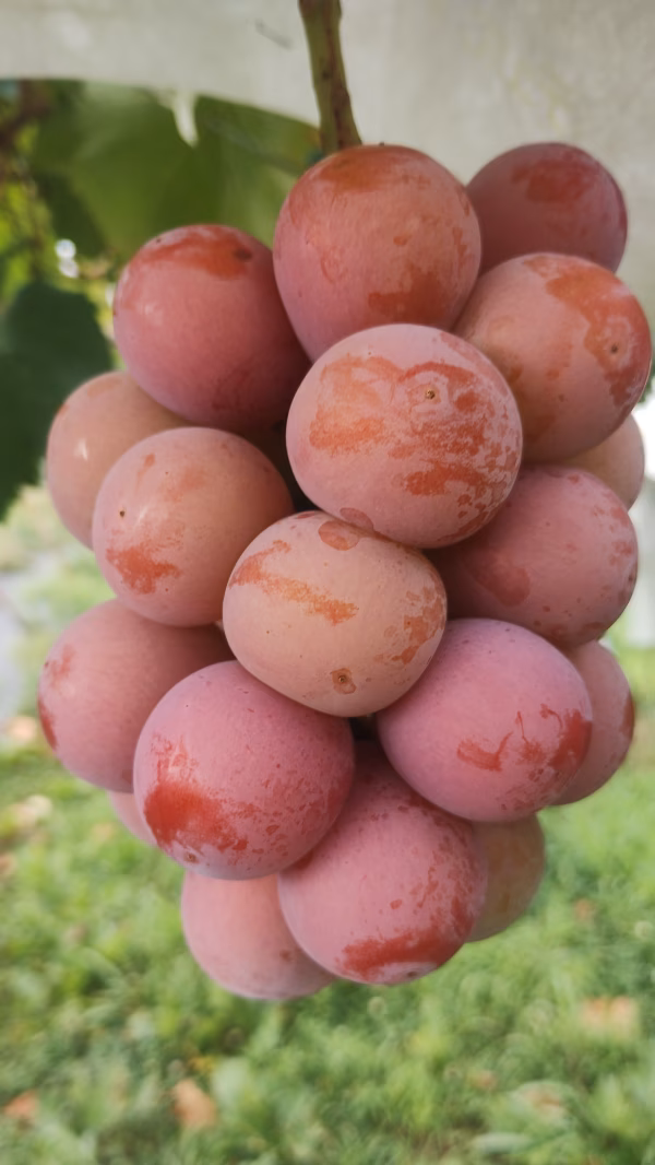 濃厚ジューシー　クイーンニーナ　800g(2～3房)　秀品