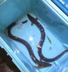 ☆希少！！浜名湖天然ウナギ☆