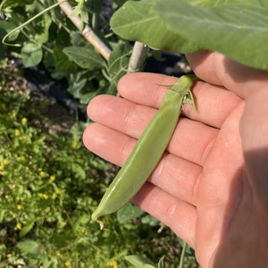 それはしあわせなひと時