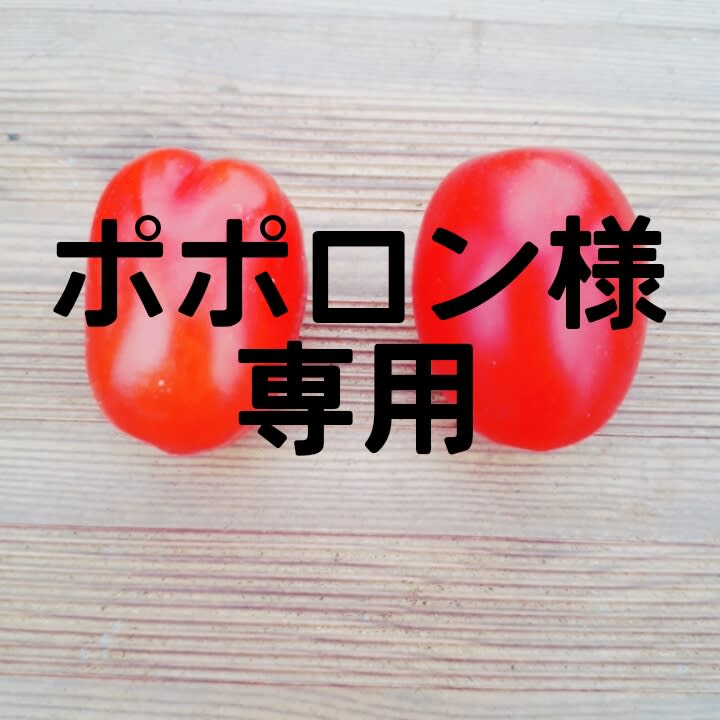 今週いっぱいで終了予定‼️ミニトマトフラガール⭐️赤のみ5キロ 2025年度発送 【2～3箱のご注文はこちら！】トマトフラガール1