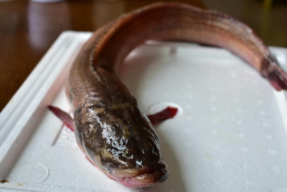 謎の魚 ナガヅカ の食べ方考案チャレンジ 美味メニューベスト3はこれだ 農家漁師から産地直送の通販 ポケットマルシェ