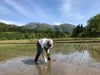 世界最高米⭐︎原料米認定農家 白川郷産こしひかり【白姫】