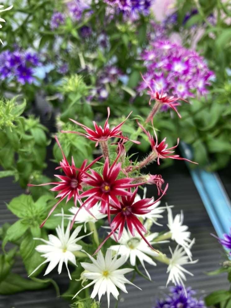 クール便》【岐阜産】エディブルフラワー (食用花) ポップスター 10輪