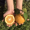春の香り♪無農薬自然栽培で育った 【三宝柑と甘夏】お買得セット箱込3.5㎏