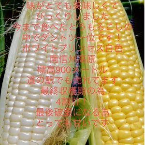 とうもろこし　白5本