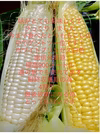 とうもろこし　白5本