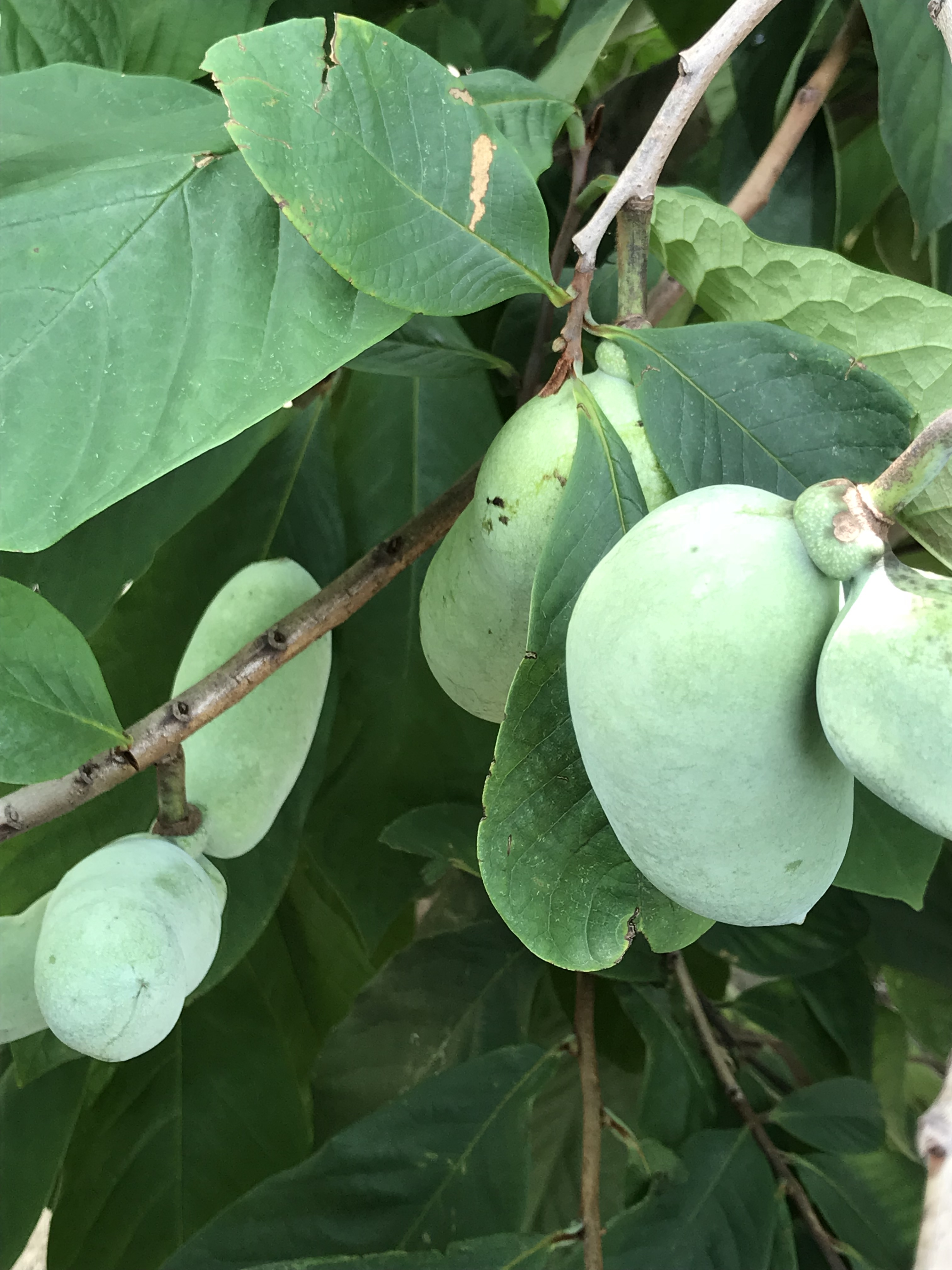 値下げは8 で終わり 果物のポポーの木10年生 円 Associcana Com Br