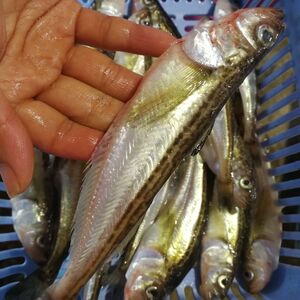 ポケマル ハタハタの通販 全国の農家から産地直送で取り寄せできるポケットマルシェ