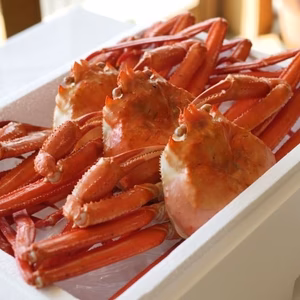 【お中元ギフト】『佐渡島産』浜茹で紅ズワイガニ（１杯600g/3杯）