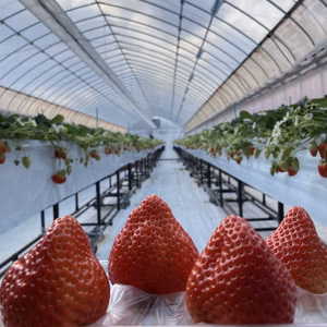 ❗️❗️桃の神が舞い降りた❗️❗️光姫の中の桃神様 ❤️「桃イチゴ光姫」❤️