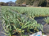 期間限定！農薬・化学肥料不使用生にんにく(新にんにく)大玉(2L直径7cm以上)