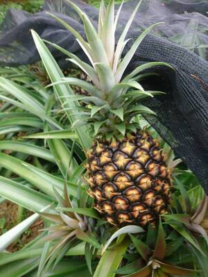 田福農園 田福信太郎さんへのみんなの投稿 農家漁師から産地直送の通販 ポケットマルシェ