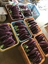 日本一の鮮やかな紫　ゼブラ茄子（ブランド茄子りんごあめ）