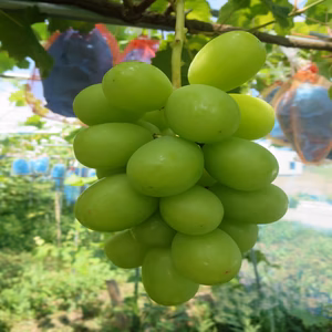 【2026年先行予約】南魚沼産シャインマスカット２～3房(1kg以上）