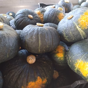 ■ニセコ産■無農薬栽培■こふきカボチャ4玉約11kg