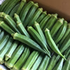 指宿産 オクラ