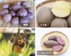 じゃがいも7品種ぜんぶ食べ比べセット【合計3.5kg】
