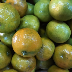 【栽培期間中農薬不使用】熊本産シークワーサー