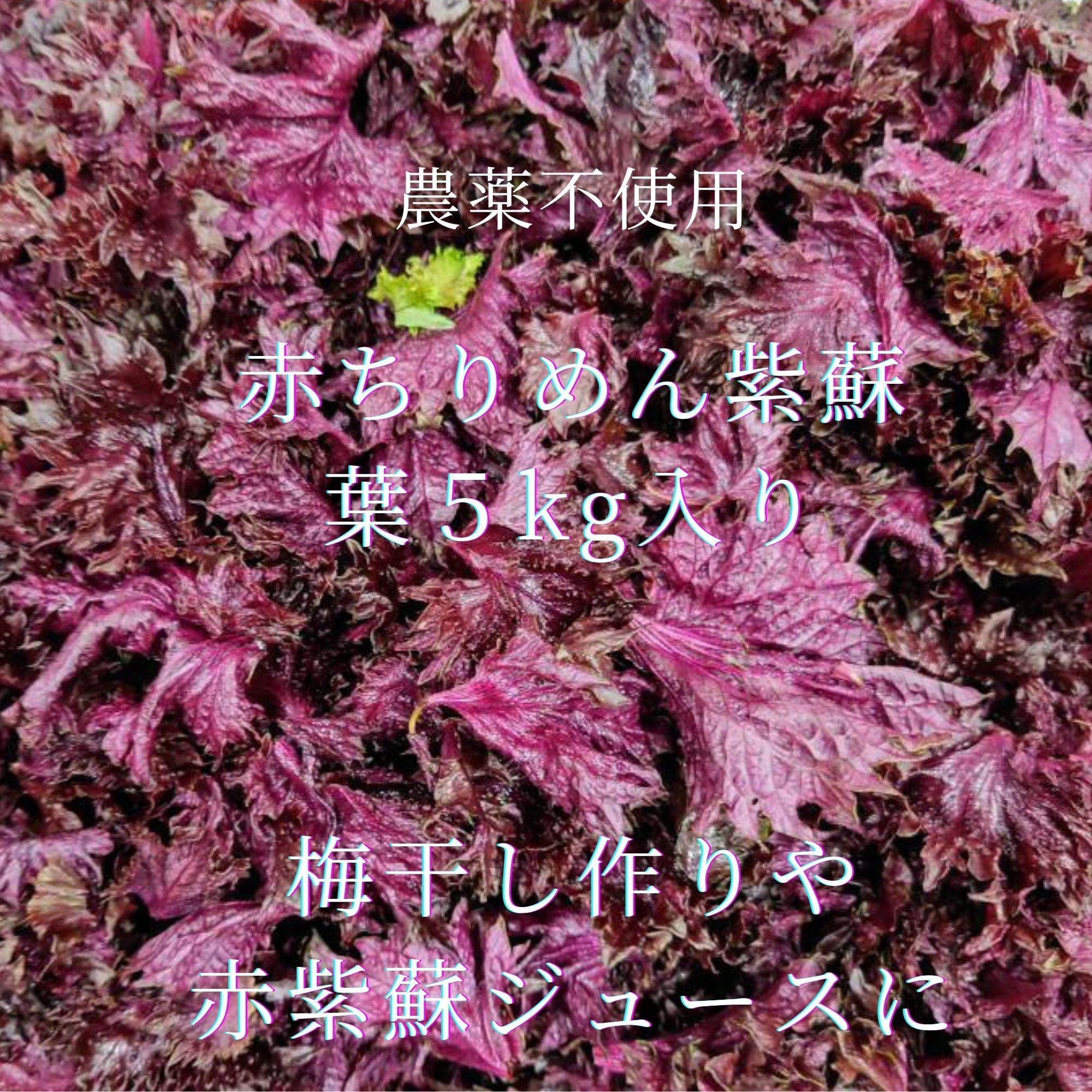 農薬不使用 赤紫蘇 葉 5kg｜紫蘇（しそ）の商品詳細｜ポケット
