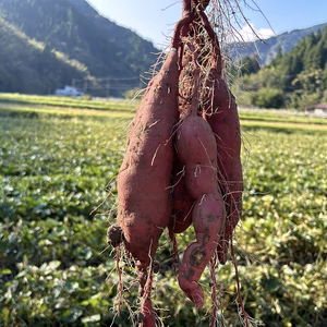 【１人１回だけの特別品】【紅あずま】昔ながらの味。栽培期間中農薬不使用。