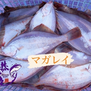 秋田県産　マガレイBOX ‼️［鮮魚］カレイ